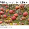【好評】春待ちりんご（訳あり　3kg）減農薬栽培