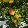 特別栽培りんご「ぐんま名月」家庭用