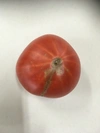 【期間・数量限定】訳あり大島トマト10kg バラ詰め お試しに!