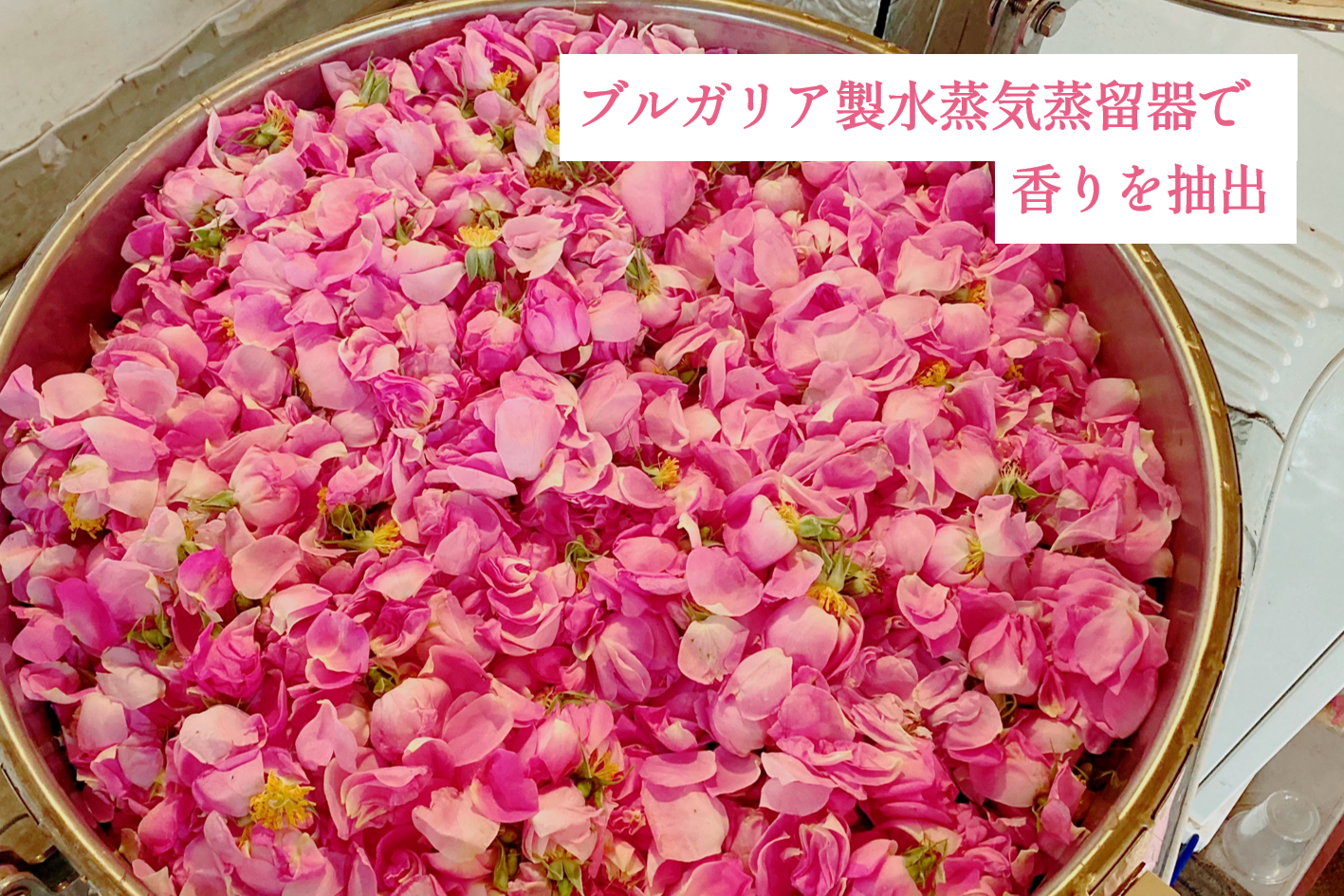 自然な癒しの香り｜山形産ダマスクローズウォーター｜その他の花・観葉