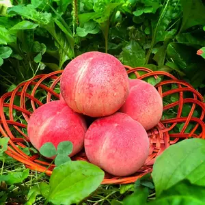 こだわりの樹上熟成栽培桃☆美味しい桃を桃農家がセレクト♪白桃セレクトBOX