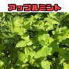 まもなく販売終了【農薬・化学肥料不使用栽培】お庭育ちのミントお楽しみ4種セット