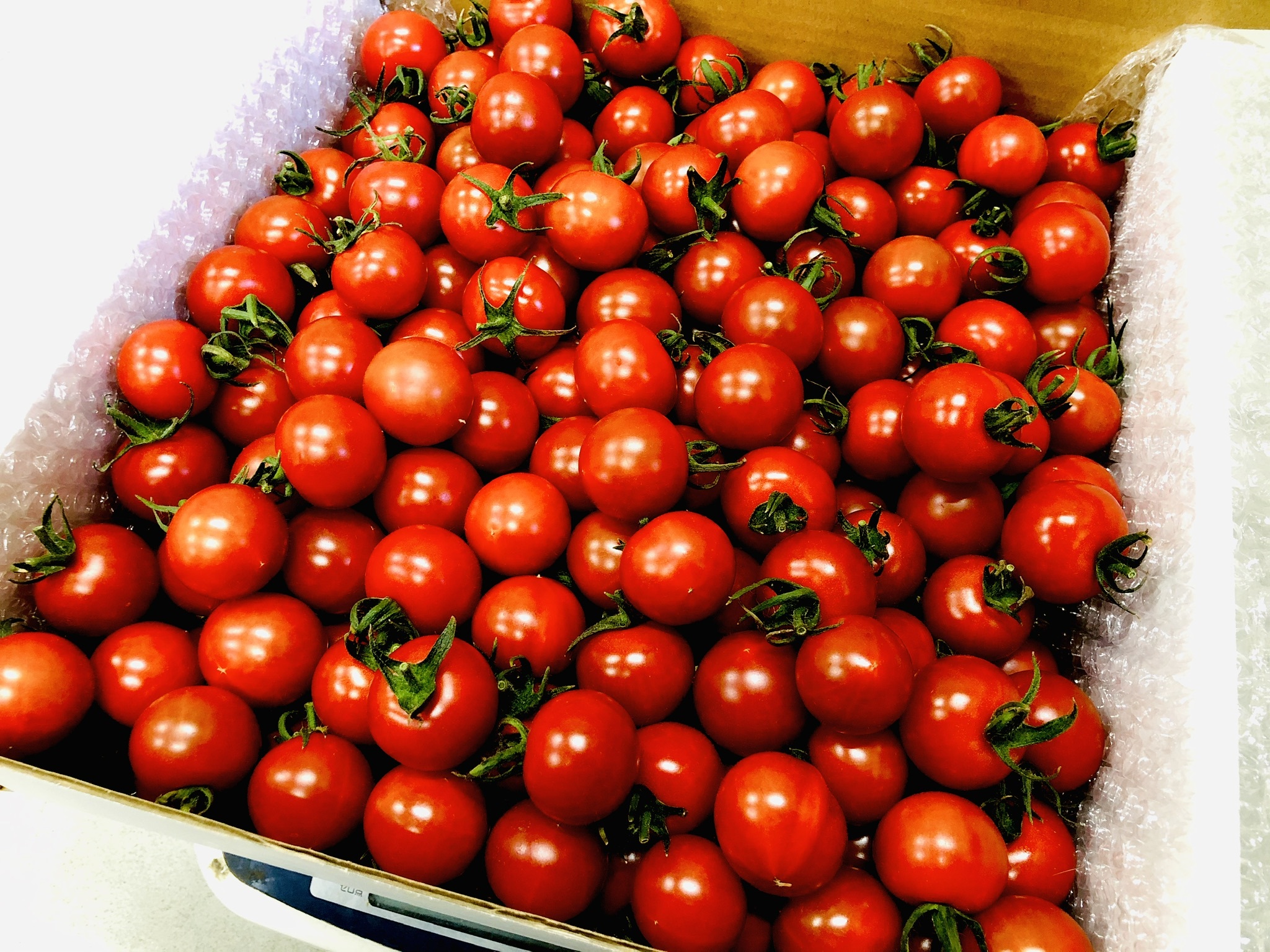 67 以上節約 ふるさと納税 富田林市 つぶ生胡椒 2本 4p Www Servocarelifesciences In