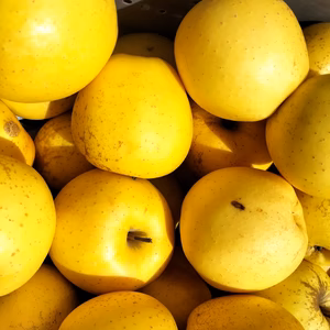 ☆特別栽培/化学農薬不使用りんご☆・訳あり加工用「ゴールデンデリシャス」