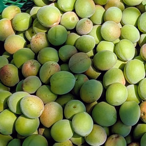 【群馬県産】 完全無農薬 青梅 