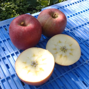 高徳【こうとく】知る人ぞ知る希少品種♪