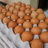 とりとんファームの平飼いたまご6個入り