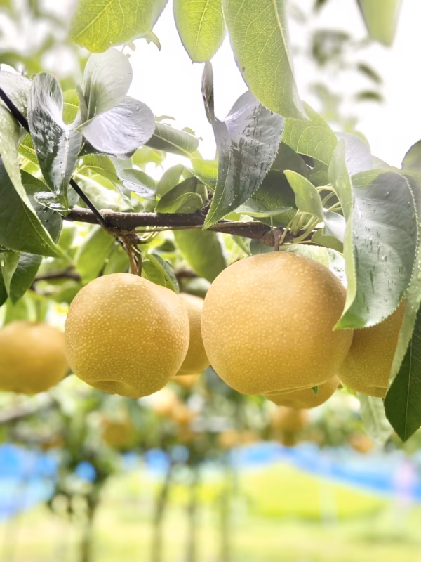 熊本県産✨当園人気No.1あきづき梨✨2.5キロ箱(5〜6玉)⭐️贈答品⭐️