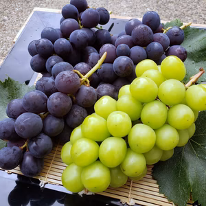 シャインマスカットが人気！ぶどう食べくらべセット（2㎏）/熨斗対応可