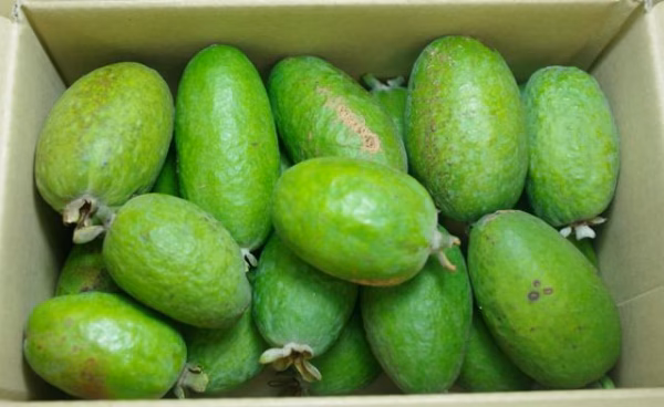 【フェイジョア】大玉１kg　農薬不使用