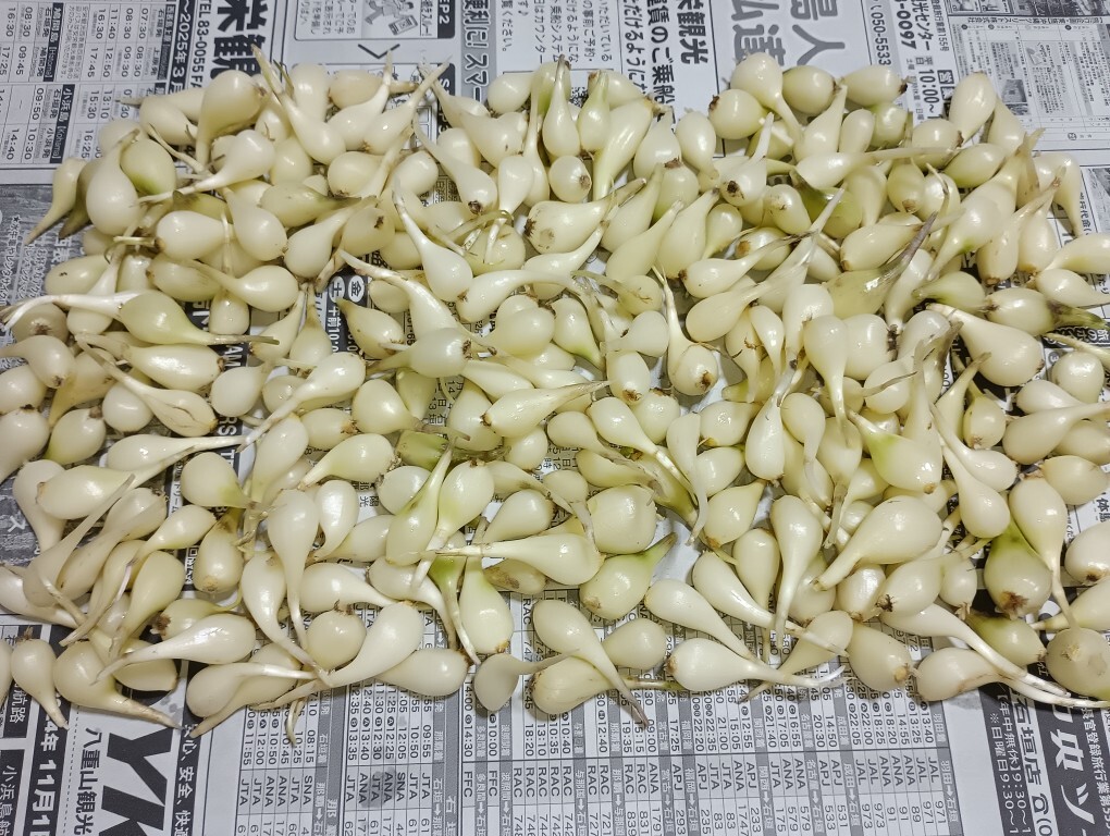採れたて　赤らっきょう　5kg （箱込）農家直送 らっきょう商品一覧 | 無添加・無農薬の食品ネット通販 - たべる