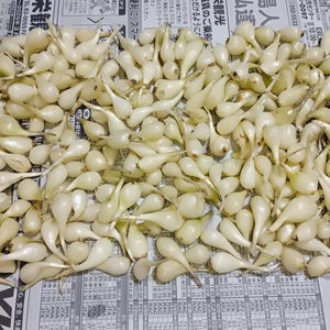 お試し 小粒 石垣島産 島らっきょう 400g (農薬･化学肥料不使用)