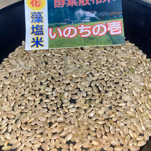 ☆令和７年9月刈り取り玄米 いのちの壱 ３キロ精米無料