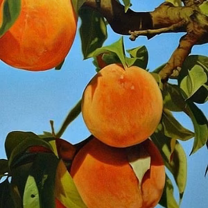 小粒のかわいい黄桃をお楽しみくださいませ❣️