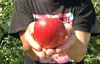 8月発送 りんご 家庭用小玉 サンつがる 約4.5kg 20-28玉 復興支援a