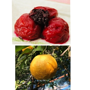 「無添加」昔ながらのしそ漬梅　「無農薬」みずみずしい夏みかん
