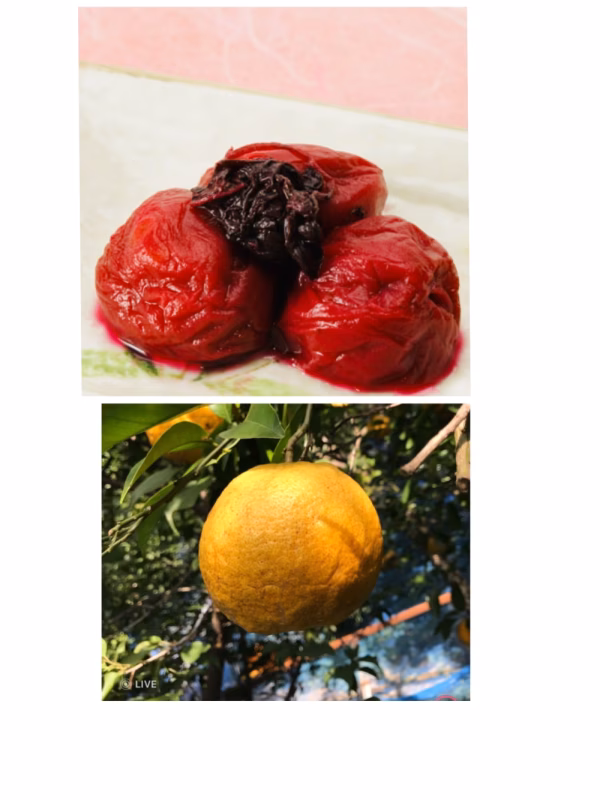 「無添加」昔ながらのしそ漬梅　「無農薬」みずみずしい夏みかん