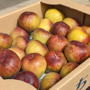 【福岡県限定生産】じぃじのいちじく（とよみつひめ 約1.2kg）【20〜35個】