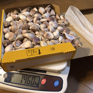 【初荷セール】令和3年大分県宇佐産　乾燥にんにくバラ　勝手に詰め放題パック