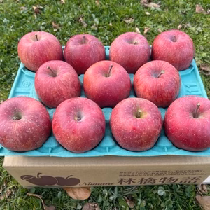 りんごの王様「サンふじ」3ｋｇ（１１玉）