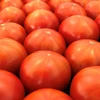 【笑顔になれるトマト、ここにあり！】ぜいたくトマト・春の陣