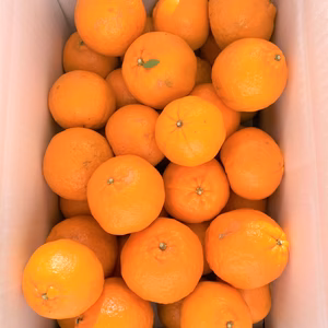 ★北海道・沖縄県・離島以外ポンカン 10kg多め M~2L　高知県産　ご家庭用★