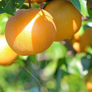 《予約》 あきづき 梨 6-7個 愛媛県産 秋月梨 ナシ なし