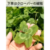 【クッキングアップル★葉とらず紅玉】お菓子作りお勧め♪