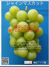 お買い得　種なしで、皮ごと食べることができる「シャインマスカット」