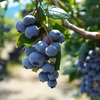 農園一押し！皮が柔らかな樹上完熟冷凍ブルーベリー＜ジュエル＞2026