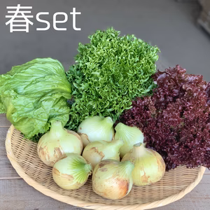 子どもたちがパクパク食べちゃう♪春のお野菜セット　淡路島野口ファーム