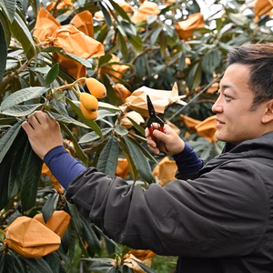びわ発祥の地！長崎県産ハウスびわ1キロ