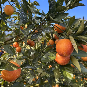 【訳あり】ブラッドオレンジ　モロ