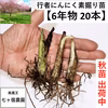 ！現在出荷中！【6年物20本】行者にんにくの苗