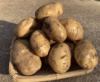 (あと少しありました)桑原農園の肉質しっかり黄色い新じゃがいも 農薬・肥料不使用