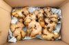 【自然栽培】国産生姜 稀少な三州生姜 500g すりおろしがオススメ