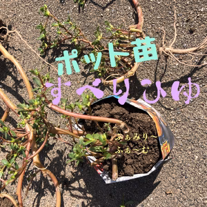 滑莧（すべりひゆ）２ポット苗★宅急便　オメガ３　スーパーフード