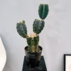 ［在庫］　柱サボテン　鬼面角 ブランチ　6号　観葉植物　室内　多肉植物　ユニーク