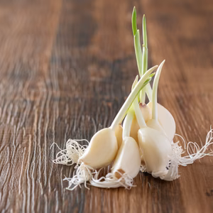 新物【送料込500円】食べれば分かる！新感覚スプラウトにんにく鉄子 発芽にんにく