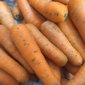 訳ありお得❗️とても甘い八ヶ岳高原のにんじん（農薬・化学肥料不使用）