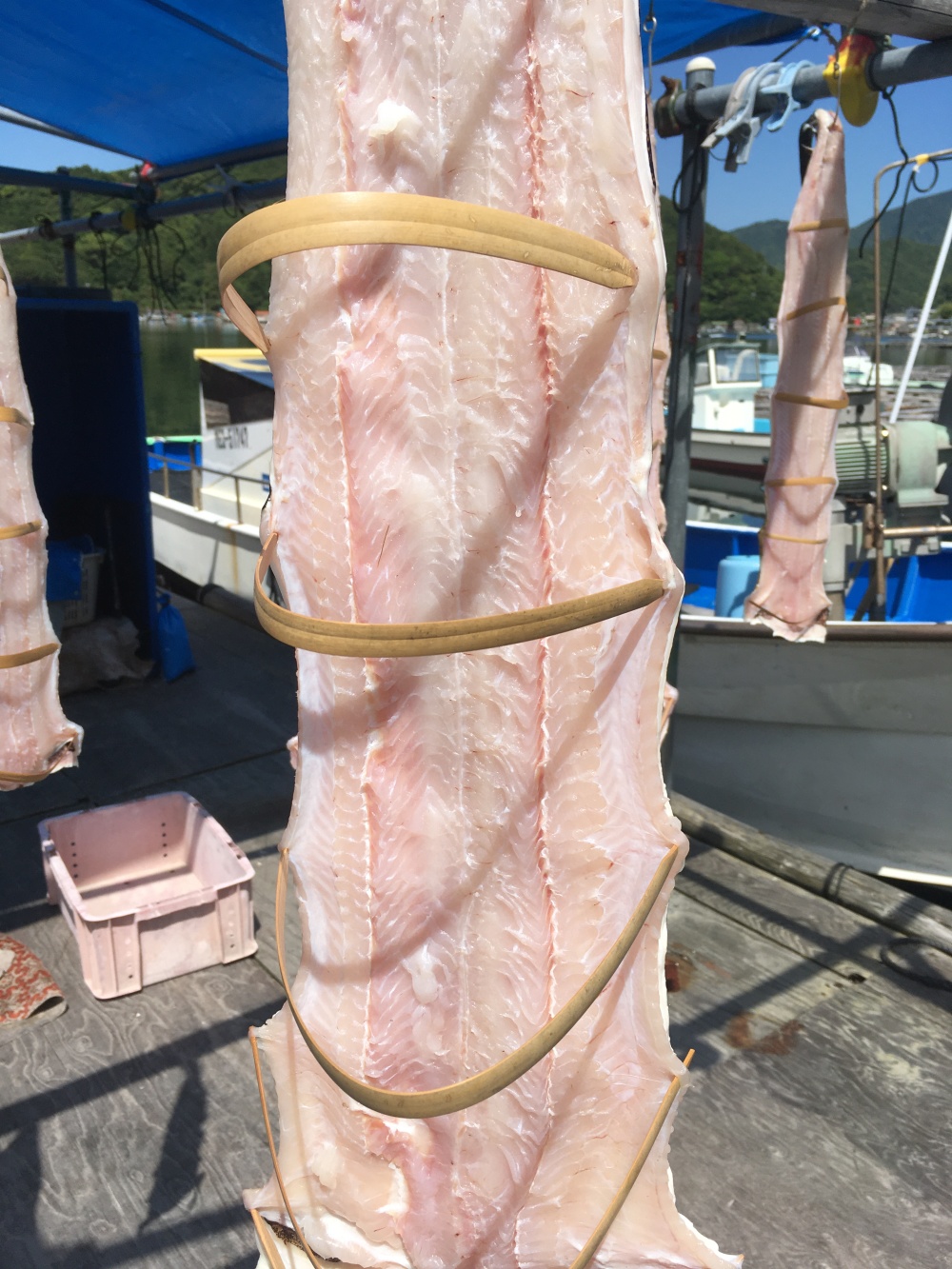 珍味 ウツボ 乾物一本物 千切り 農家漁師から産地直送の通販 ポケットマルシェ