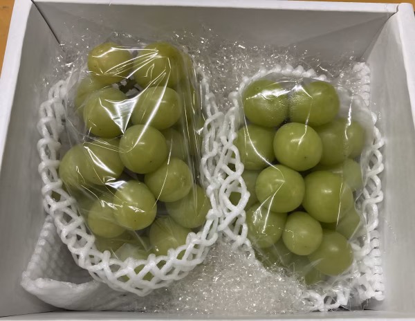 シャインマスカット始めました！！！