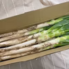 ⭕️送料割引⭕️至福の極甘ネギ❗️❗️秋冬(ホワイト)✨信州産✨涼秋ネギ✨