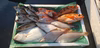 [目玉商品]お任せ鮮魚BOX