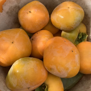 送料割引　柿　平種無し柿　約5キロ【家庭用】