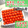 収穫量が多い期間限定‼︎  希少ミニトマト【プチぷよ】約1.5kg入り
