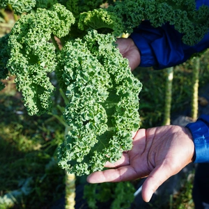 野菜のケールの商品一覧｜ポケットマルシェ｜産直(産地直送)通販 - 旬