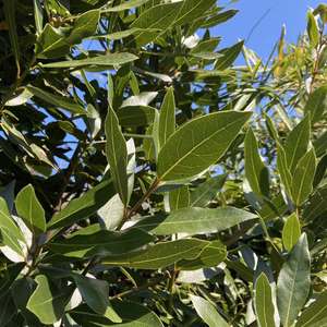 フレッシュ ローリエ(月桂樹)