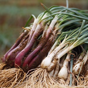 有機JAS「たねがしまらっきょう」赤白彩り2kg｜オーガニックが育む二色の宝石