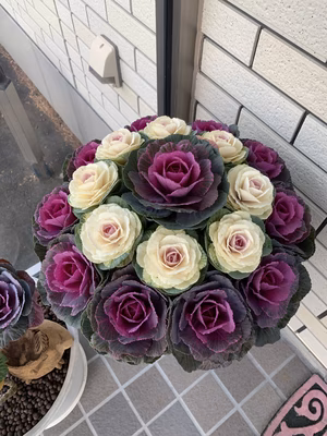 みんなの投稿の画像